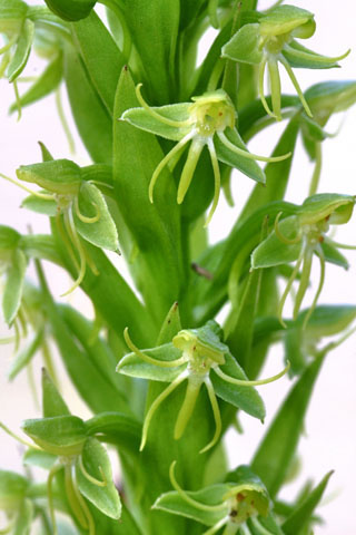 Habenaria repens