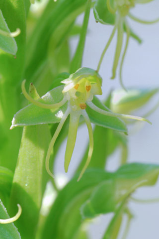 Habenaria repens