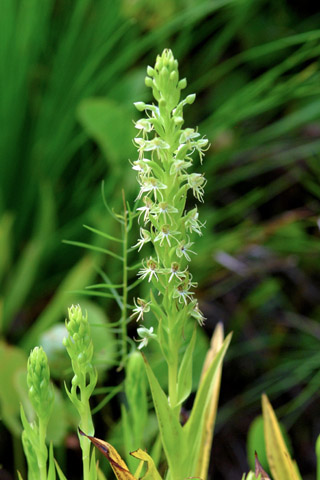 Habenaria repens