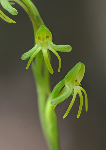 Habenaria tridactylites