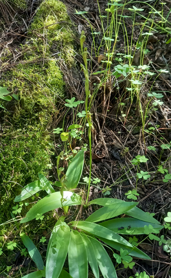 Habenaria tridactylites