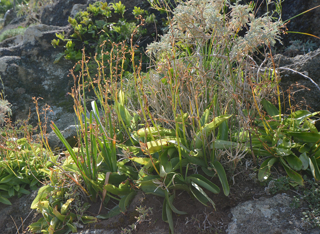 Habenaria tridactylites