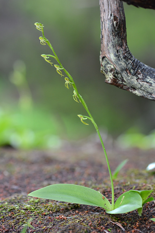 Habenaria tridactylites