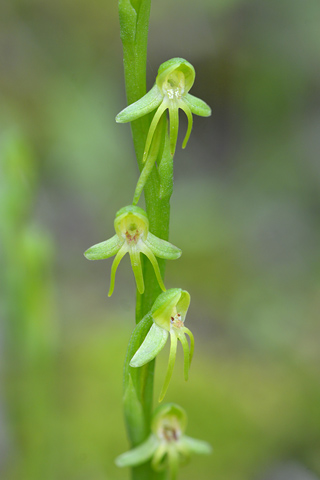 Habenaria tridactylites