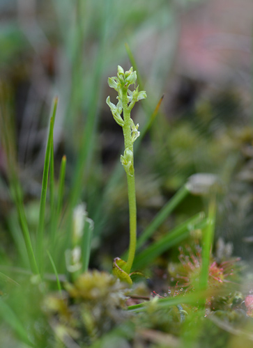 Hammarbya paludosa