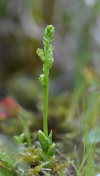 Hammarbya paludosa