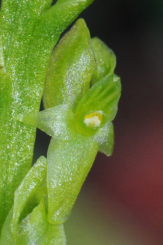 Hammarbya paludosa