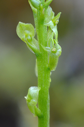 Hammarbya paludosa