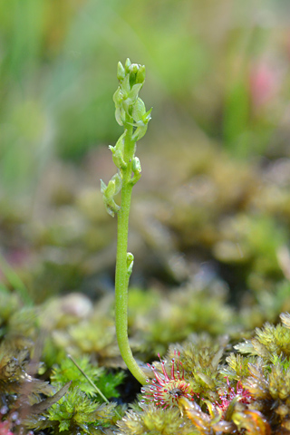 Hammarbya paludosa