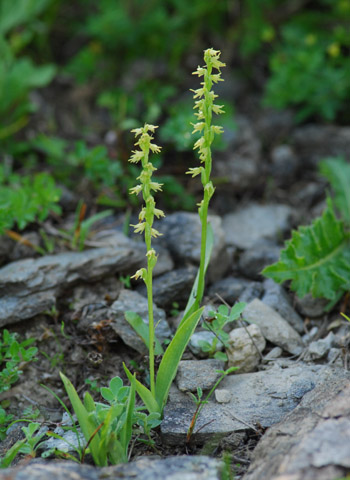 Herminium monorchis
