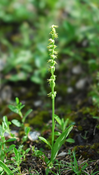 Herminium monorchis