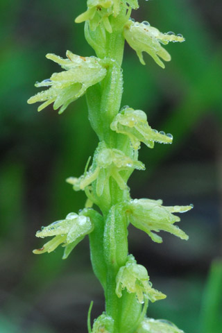 Herminium monorchis