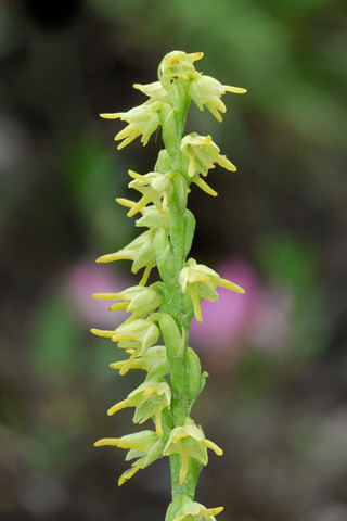 Herminium monorchis