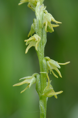 Herminium monorchis