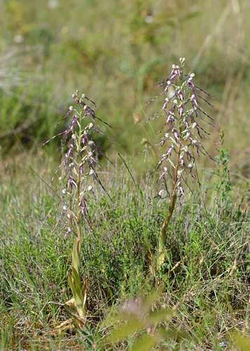 Himantoglossum adriaticum