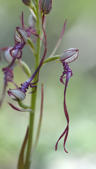 Himantoglossum adriaticum