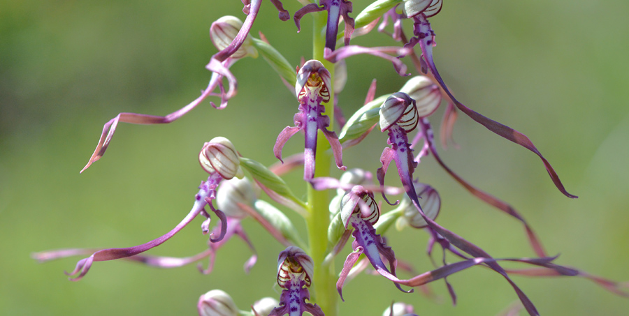 Himantoglossum adriaticum