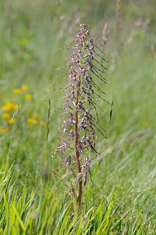 Himantoglossum adriaticum