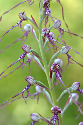 Himantoglossum adriaticum