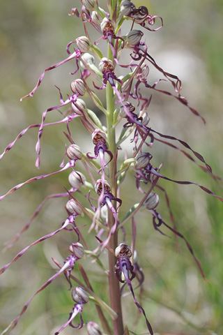 Himantoglossum adriaticum