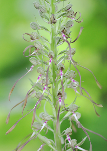 Himantoglossum hircinum