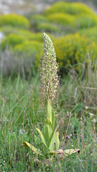 Himantoglossum hircinum