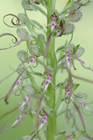 Himantoglossum hircinum