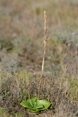 Himantoglossum hircinum