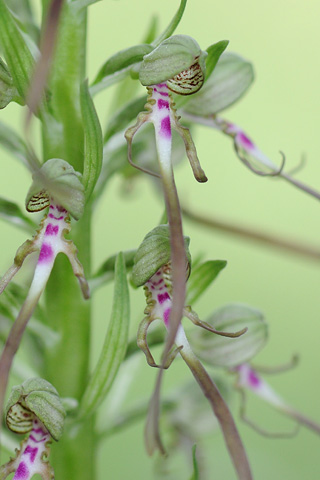 Himantoglossum hircinum