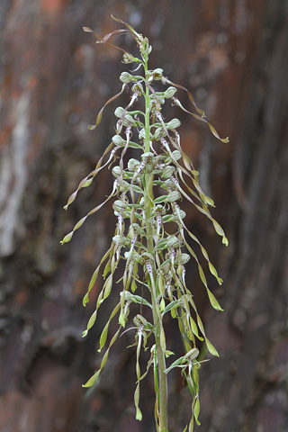 Himantoglossum hircinum