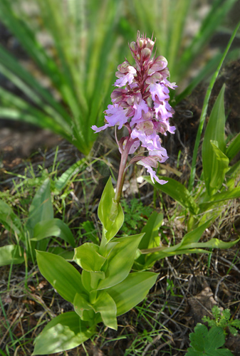 Himantoglossum metlesicsianum