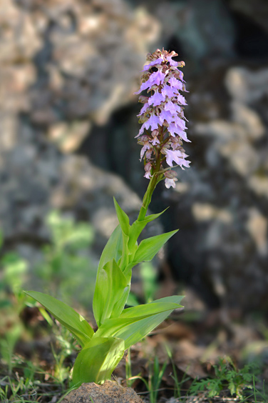 Himantoglossum metlesicsianum