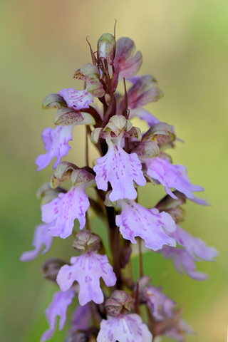 Himantoglossum metlesicsianum