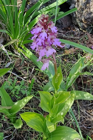 Himantoglossum metlesicsianum