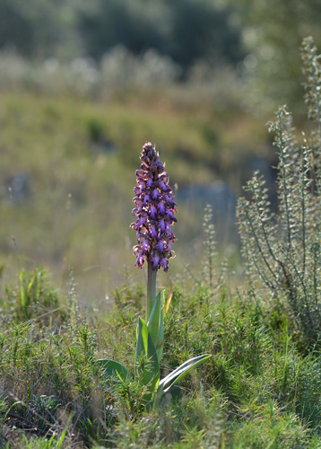 Himantoglossum robertianum