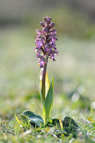 Himantoglossum robertianum