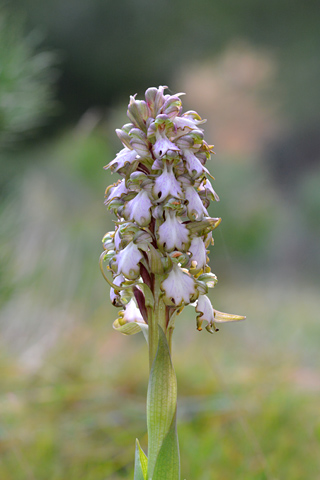 Himantoglossum robertianum