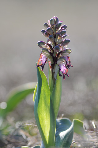 Himantoglossum robertianum