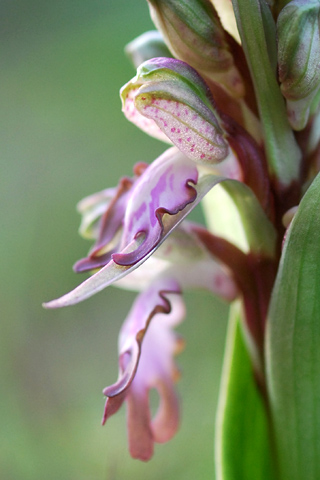 Himantoglossum robertianum