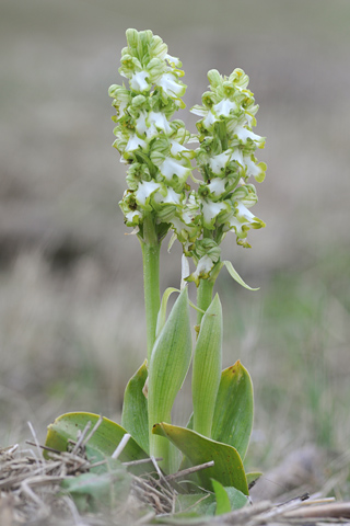 Himantoglossum robertianum