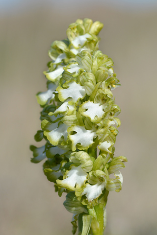 Himantoglossum robertianum