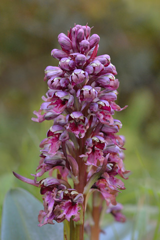 Himantoglossum robertianum