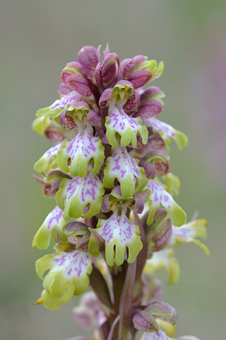 Himantoglossum robertianum