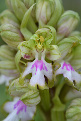 Himantoglossum robertianum