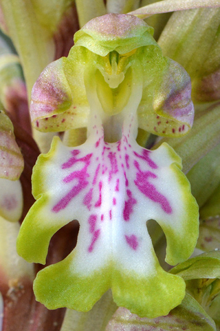 Himantoglossum robertianum