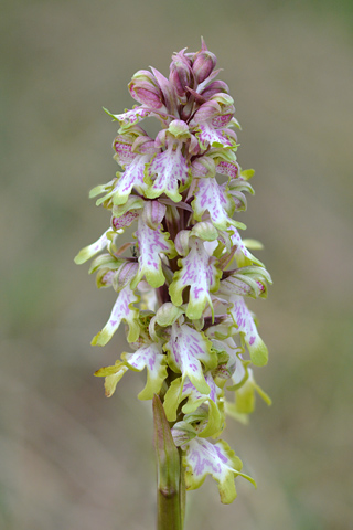 Himantoglossum robertianum