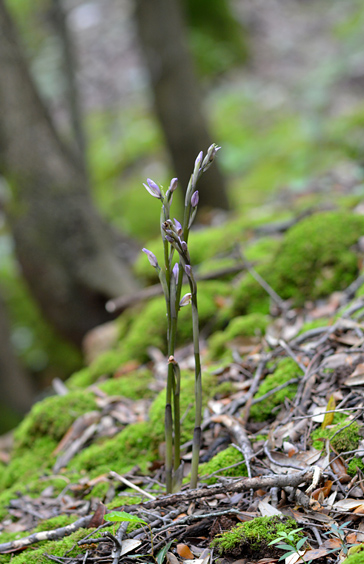 limodorum trabutianum