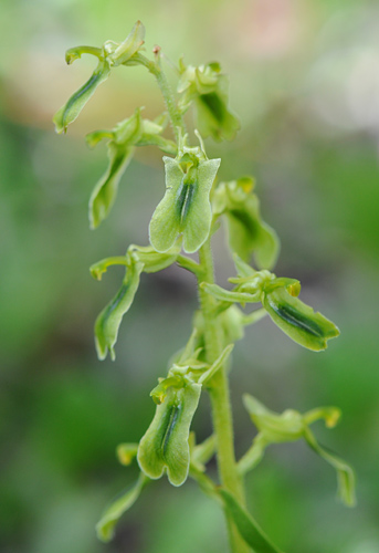 listera borealis