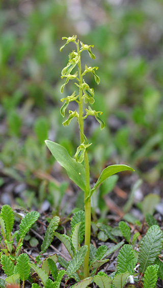 listera borealis