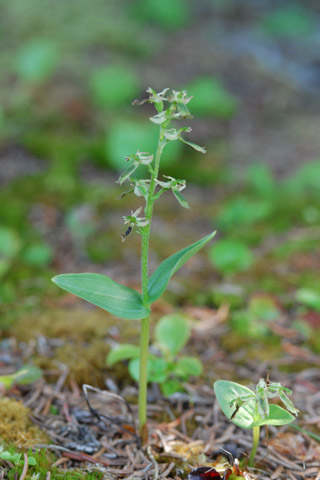 listera borealis